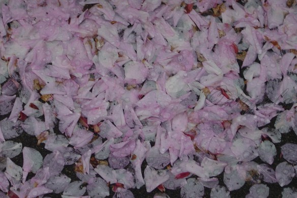 Raindrops & Pink Petals Carpet