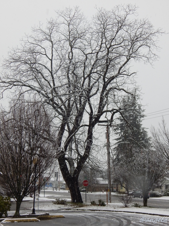 winter-tree-on-broadway